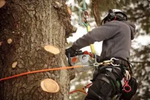 +F First Aid for forestry