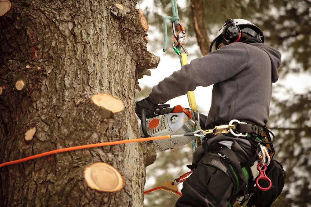 A tree surgeon working up a tree, forestry