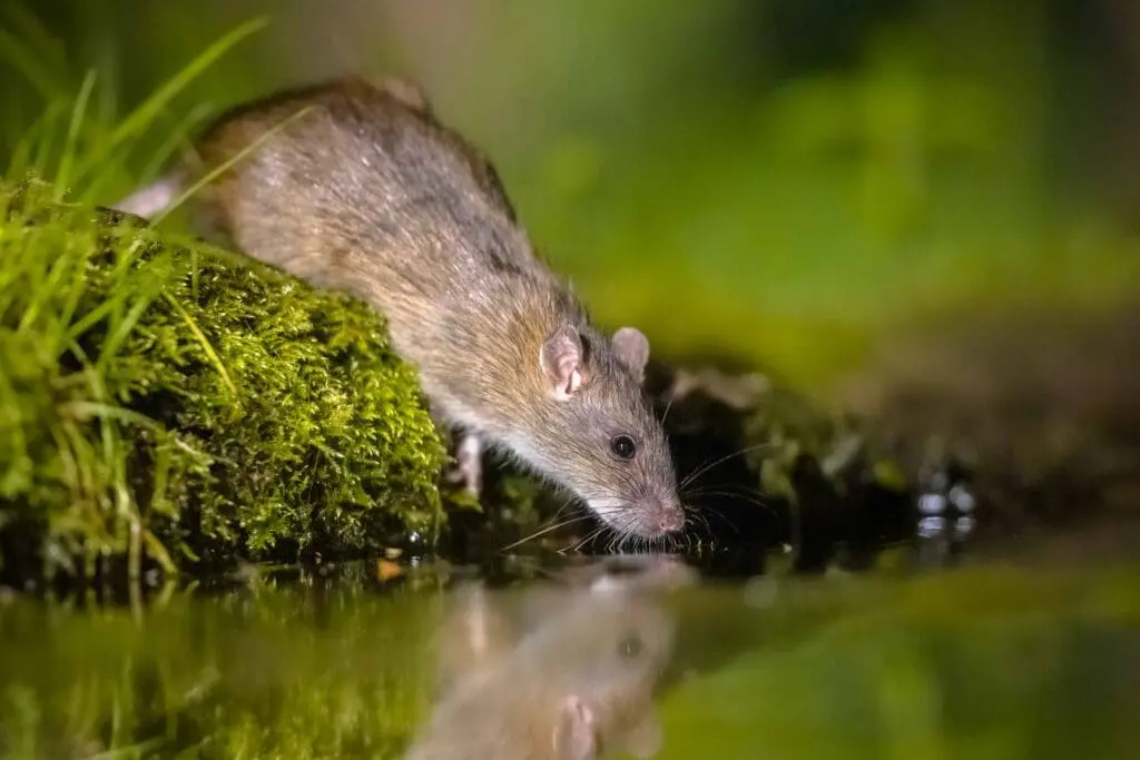 A rat entering a pond. Weil's Disease and Leptospirosis Awareness