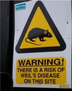 Weil's Disease Warning Sign