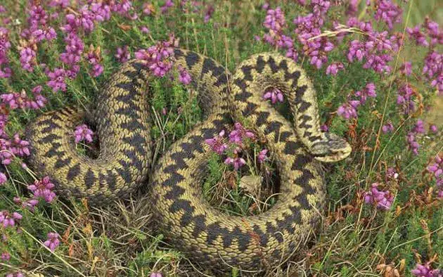 A brown adder in heather