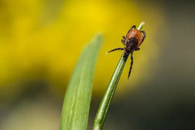 A tick perched on top of a blade of grass