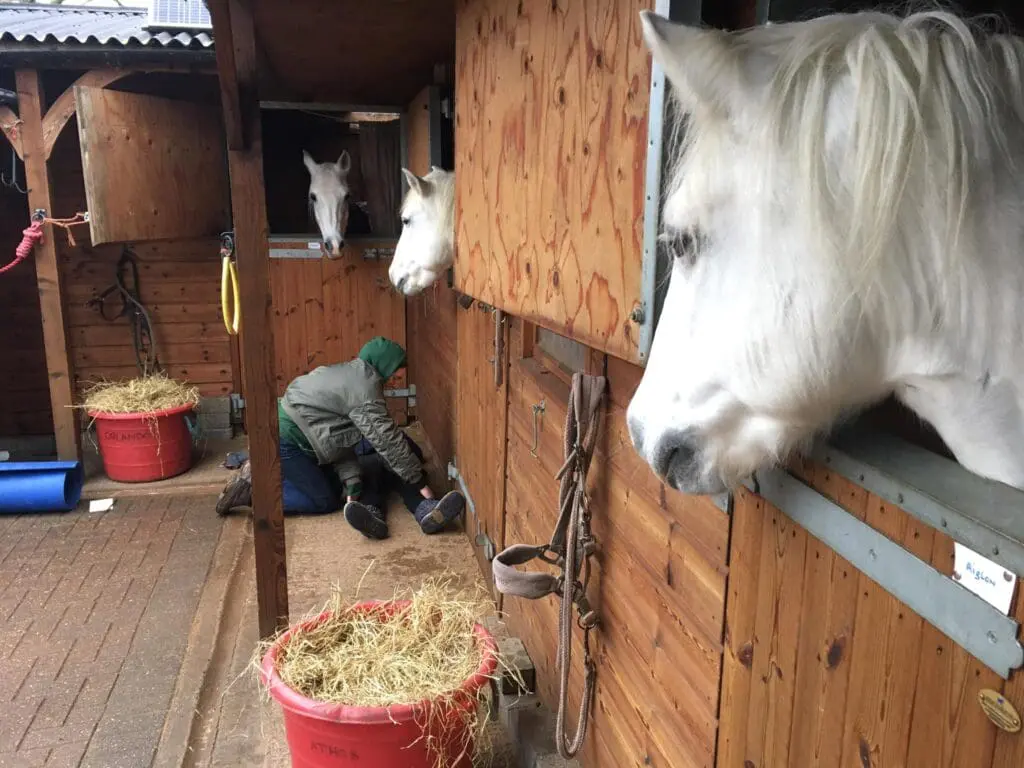 Horses in stables viewing a first aid incident