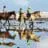 Horse riding in a group of a beach with their image being reflected in the still water