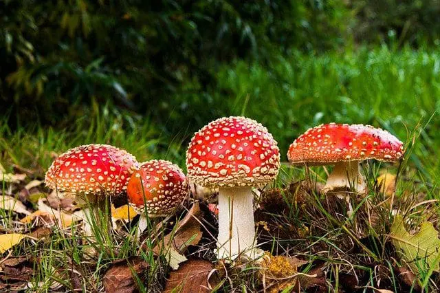 A fly agaric mushroom in a woodland setting