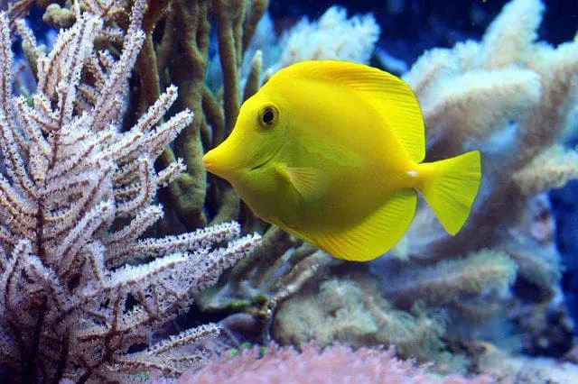 sea fish in coral