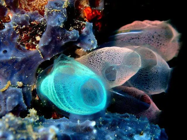 sea squirts