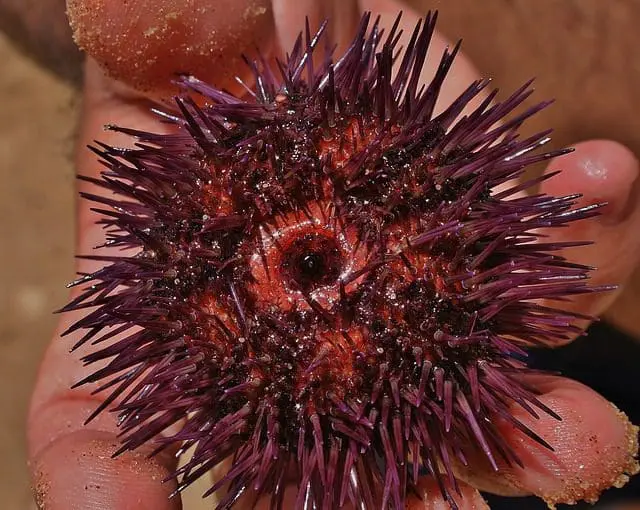 a red sea urchin