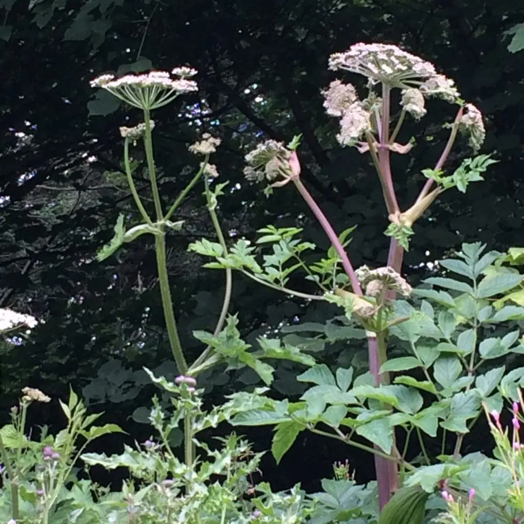 Giant hogweed plants and flowers showing their height to 5m
