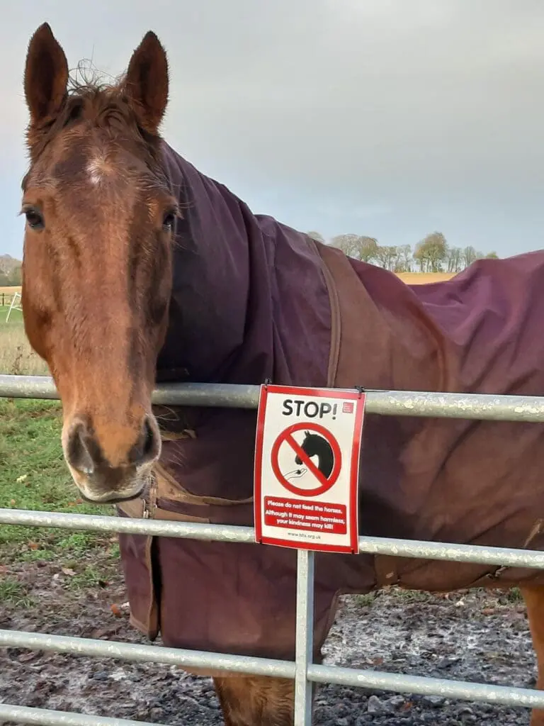 A horse with a don't feed sign