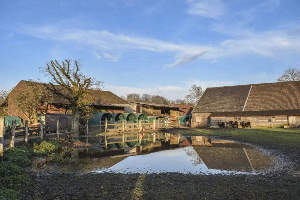 A farm yard with ponies, buildings and a pond