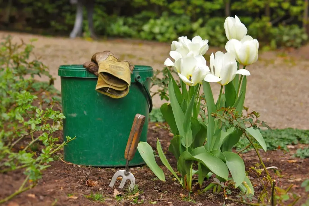 Gardening tools and tulips, first aid for gardeners is useful to know