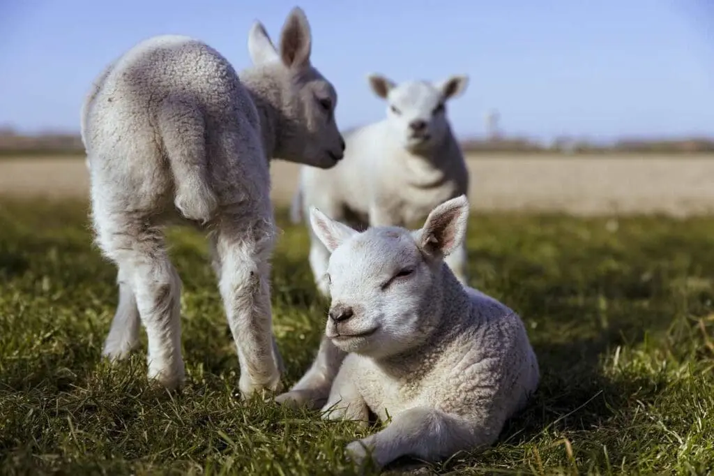 Lambs in a field