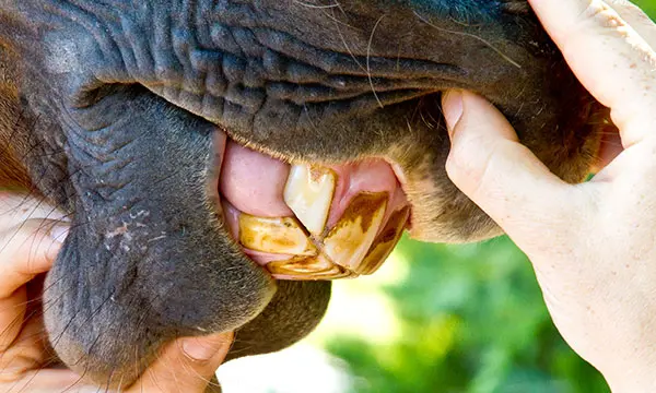 Close up of horse mouth and teeth