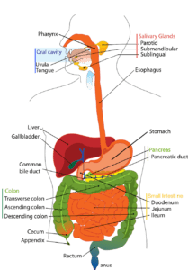 A diagram of the digestive tract for a Dealing with alcohol poisoning - 1st Aid Training Course
